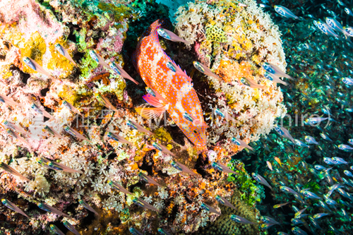 ハタと小魚の関係