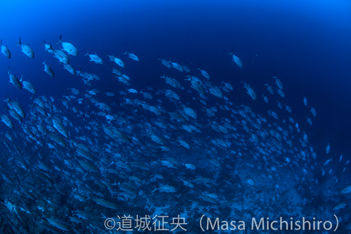 ギンガメリバー