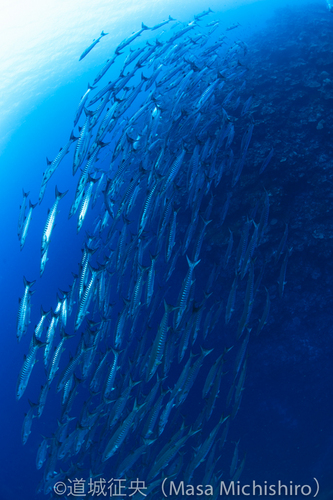 ポンペイのバラクーダ