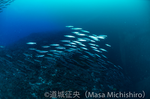 ポンピノ海の特徴