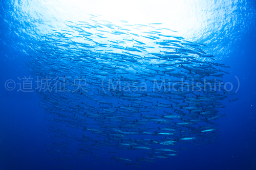 多様な自然がバラクーダを呼ぶ