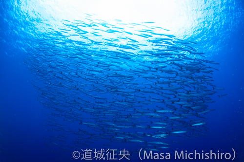 透明度低くても遭遇率は高い？！