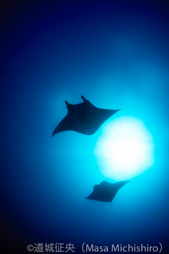 激流のなかのマンタ