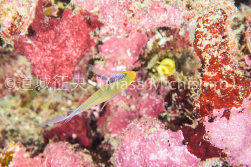 石垣島で見た寄生虫につかれた魚