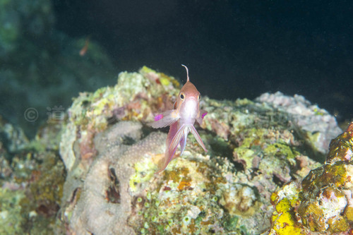メスからオスへ性転換する魚
