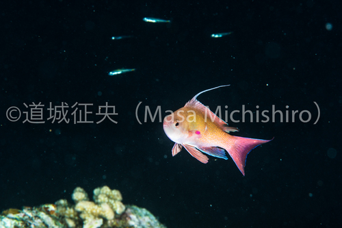 メスはオスの何を見るのか？