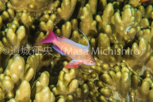 性淘汰の中で生きる魚