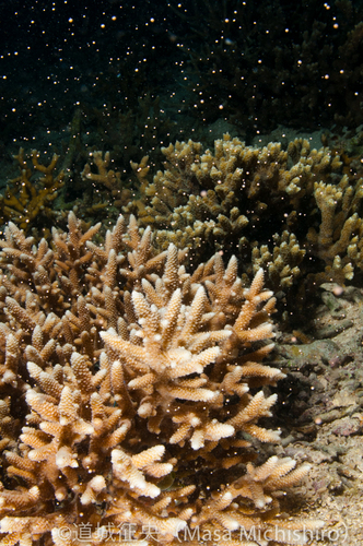 石垣島でのサンゴ産卵目撃