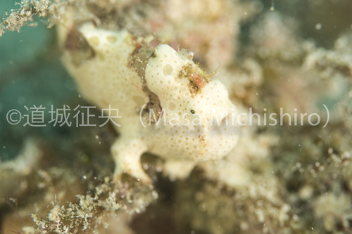 まるで匍匐前進するように動く魚