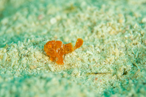 キミははかない