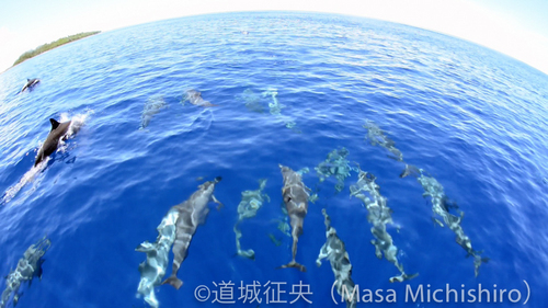 ポンペイのハシナガイルカ［動画］