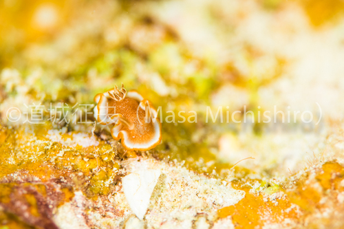 かわいい名前のウミウシ