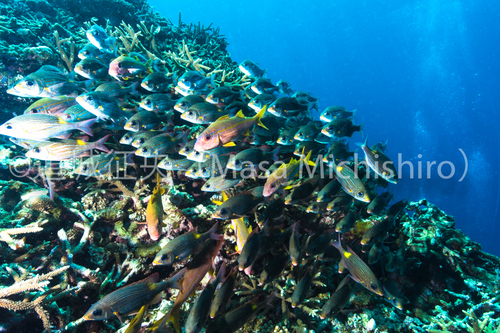 西表島では逃げる魚も逃げない