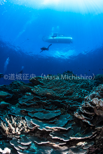 一面のサンゴ礁