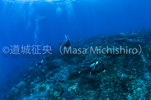 サンゴの海を浮遊