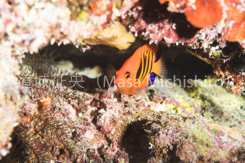 ミクロネシアの深場のアイドル