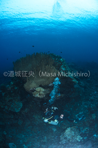 ミクロネシアはコスラエの海
