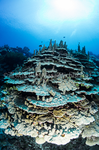 数千万年単位のサンゴ礁