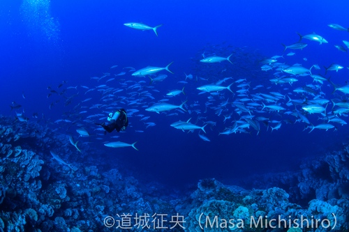 ミクロネシアの宝石をご存知ですか？