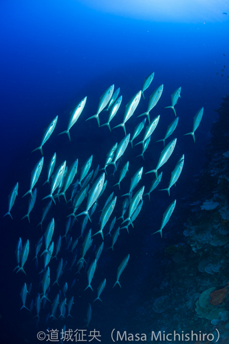 魚群に出会うならコスラエへ