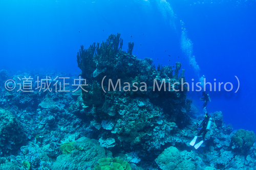 ミクロネシアはコスラエの豊かなサンゴ