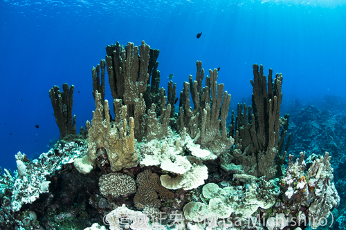 そびえ立つサンゴ