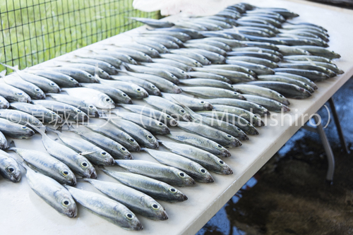 ポンペイの魚屋でも色々