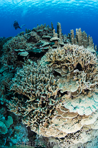 トップレベルの透明度