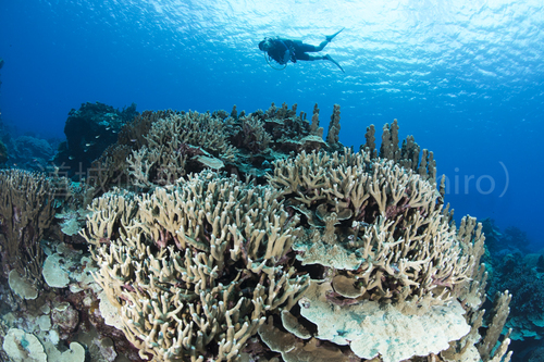 サンゴが取り囲む島、コスラエ島