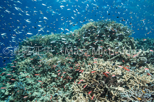 西表島のサンゴは大丈夫？