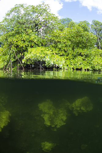 マングローブにサンゴ