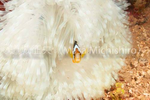 白化しているイソギンチャク