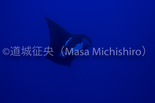 チュークでブラックマンタ