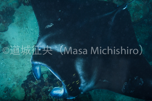 ミクロネシアでは上空からマンタ