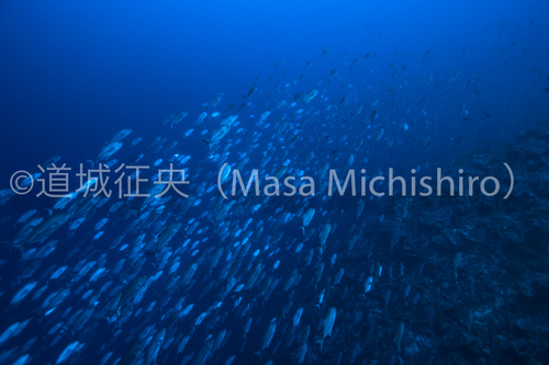 ポンペイのギンガメアジは圧巻