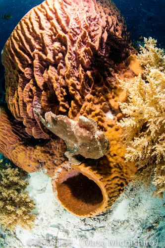 どこにいるでしょうか？