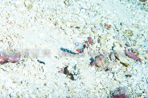 アケボノハゼはポンペイの深場にいる