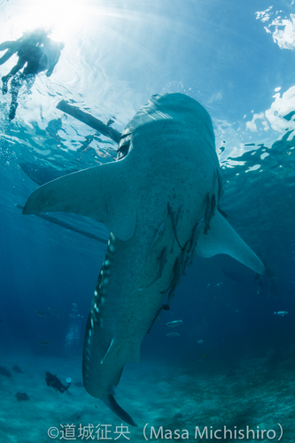 その大きさに圧倒