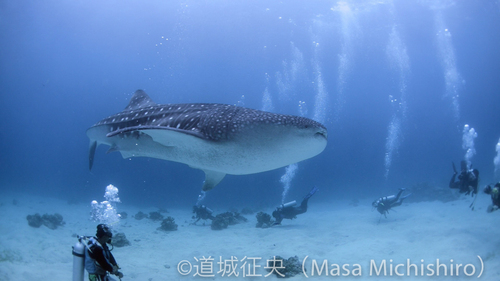 セブ島オスロブのジンベイザメの映像を公開中［動画］