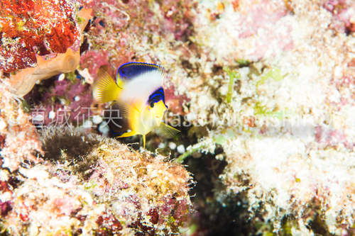 可愛らしさに反して･･････