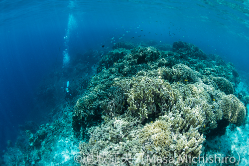 サンゴが豊かなスミロン島