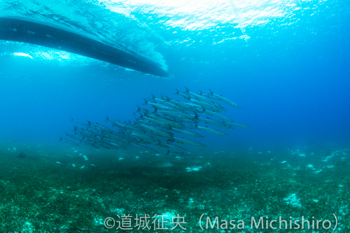 ボートから逃げる