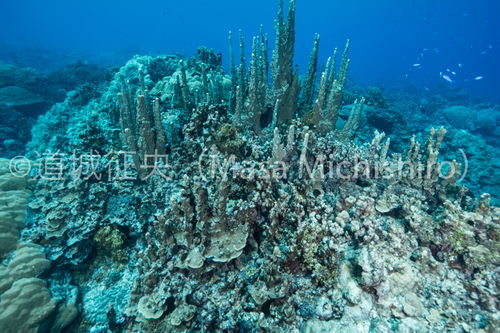 大聖堂を思わせるサンゴ郡