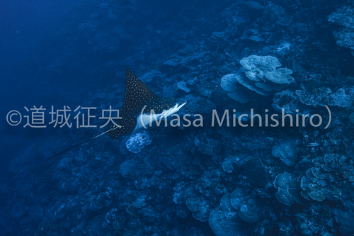 コスラエでマダラトビエイ