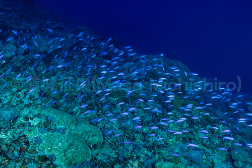 コスラエのハナゴイ