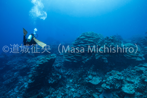 サンゴの森広がるコスラエの海