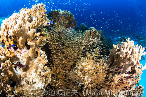 チューク諸島の生態系