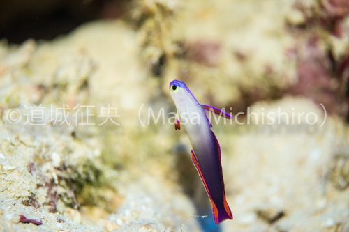 コスラエにもいるアケボノハゼ