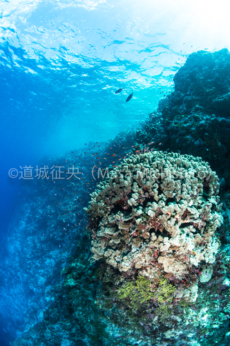 ミクロネシアはサンゴの宝庫