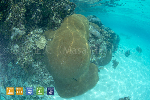 傷ついたサンゴ【2019/4/21】